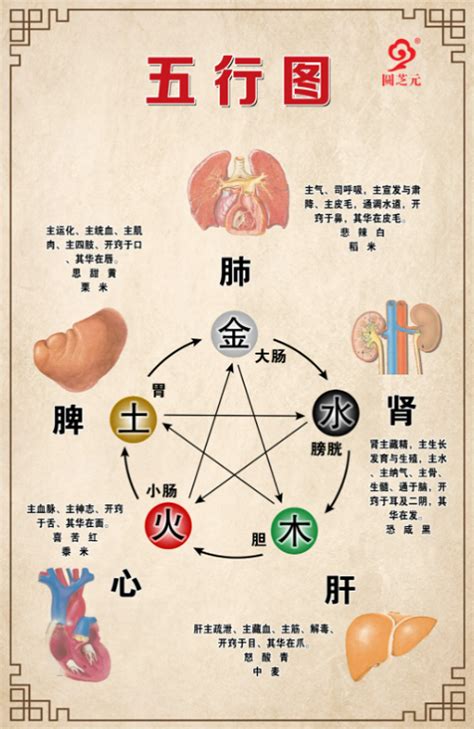 胃五行|人的五脏六腑，分别对应哪五行？